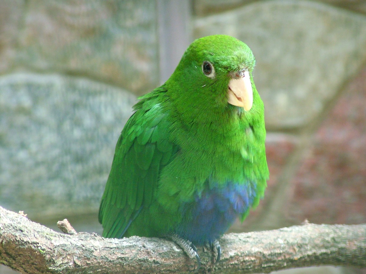 Blue-bellied Parrot - Nico Rosseel