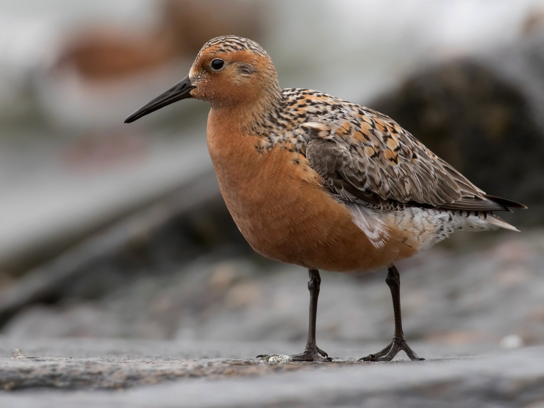 Red Knot - Mark R Johnson