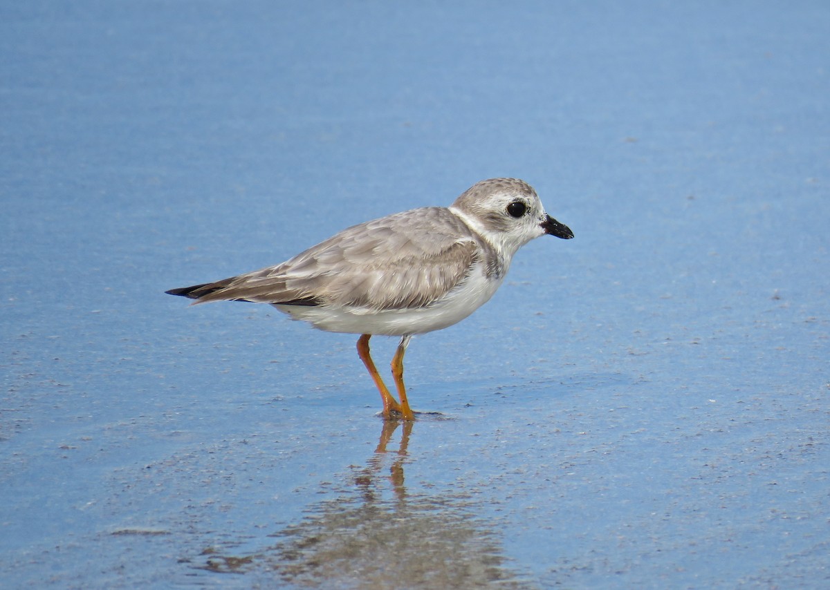 Piping Plover - Roy Netherton