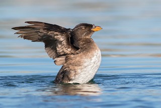  - Rhinoceros Auklet