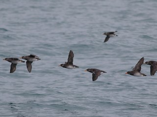  - Rhinoceros Auklet