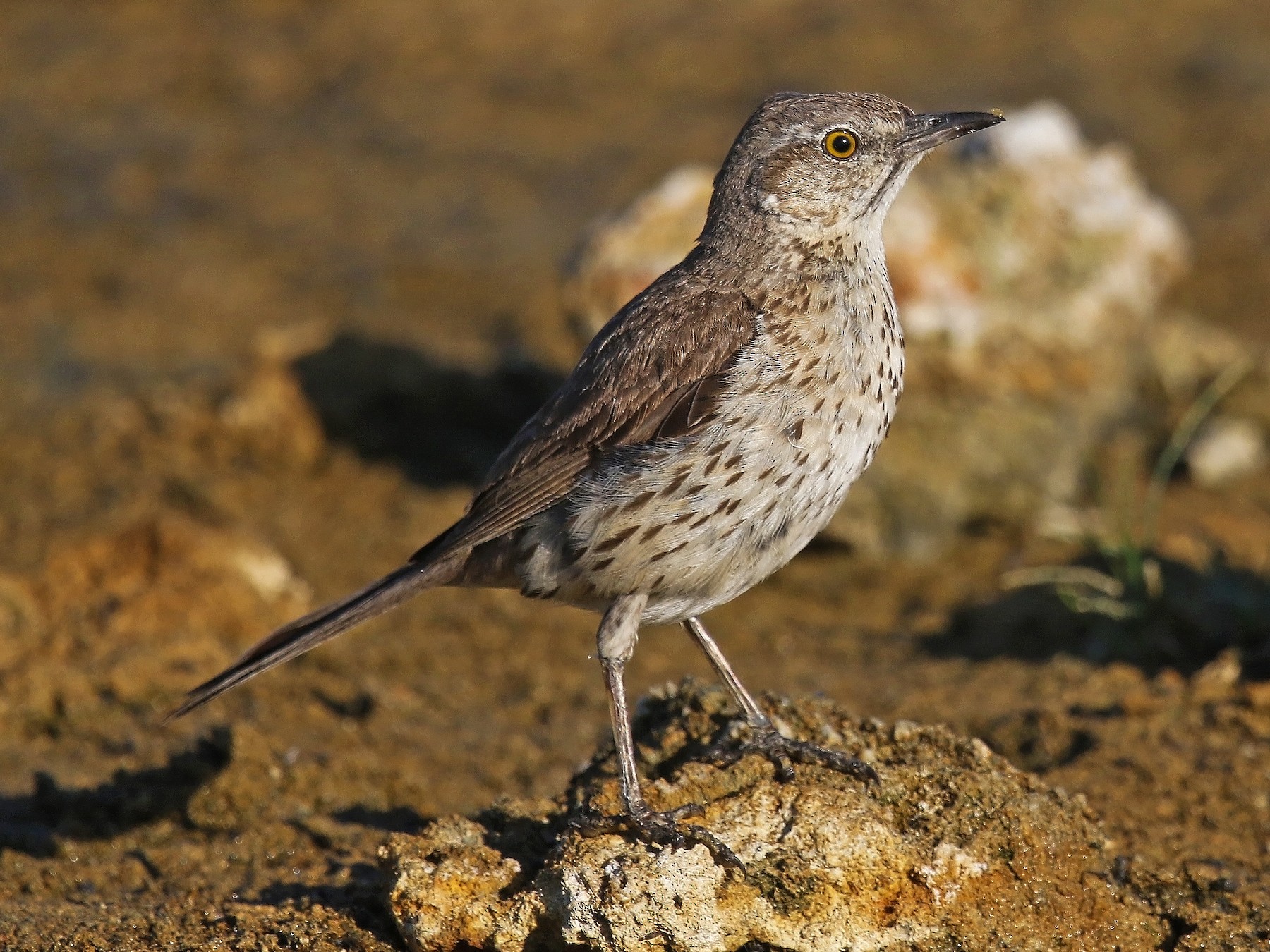 Sage Thrasher Ebird