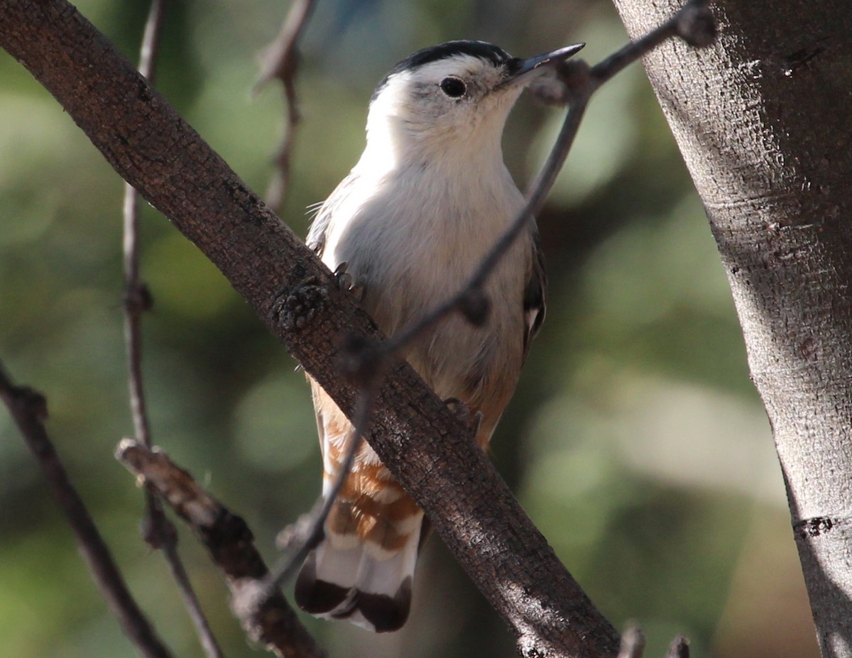 White-breasted Nuthatch (Interior West) - sam hough