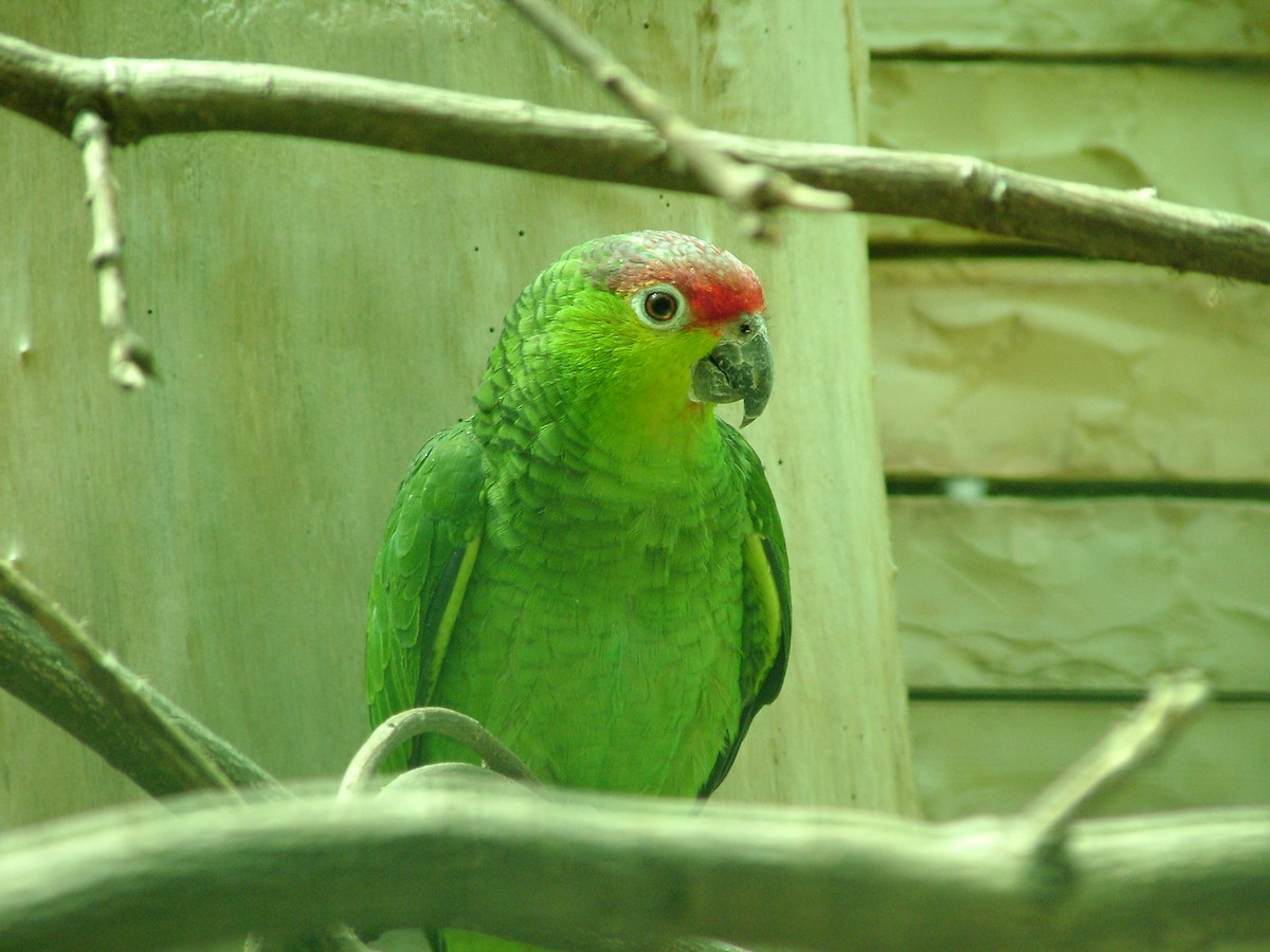 Red-lored Parrot - Nico Rosseel