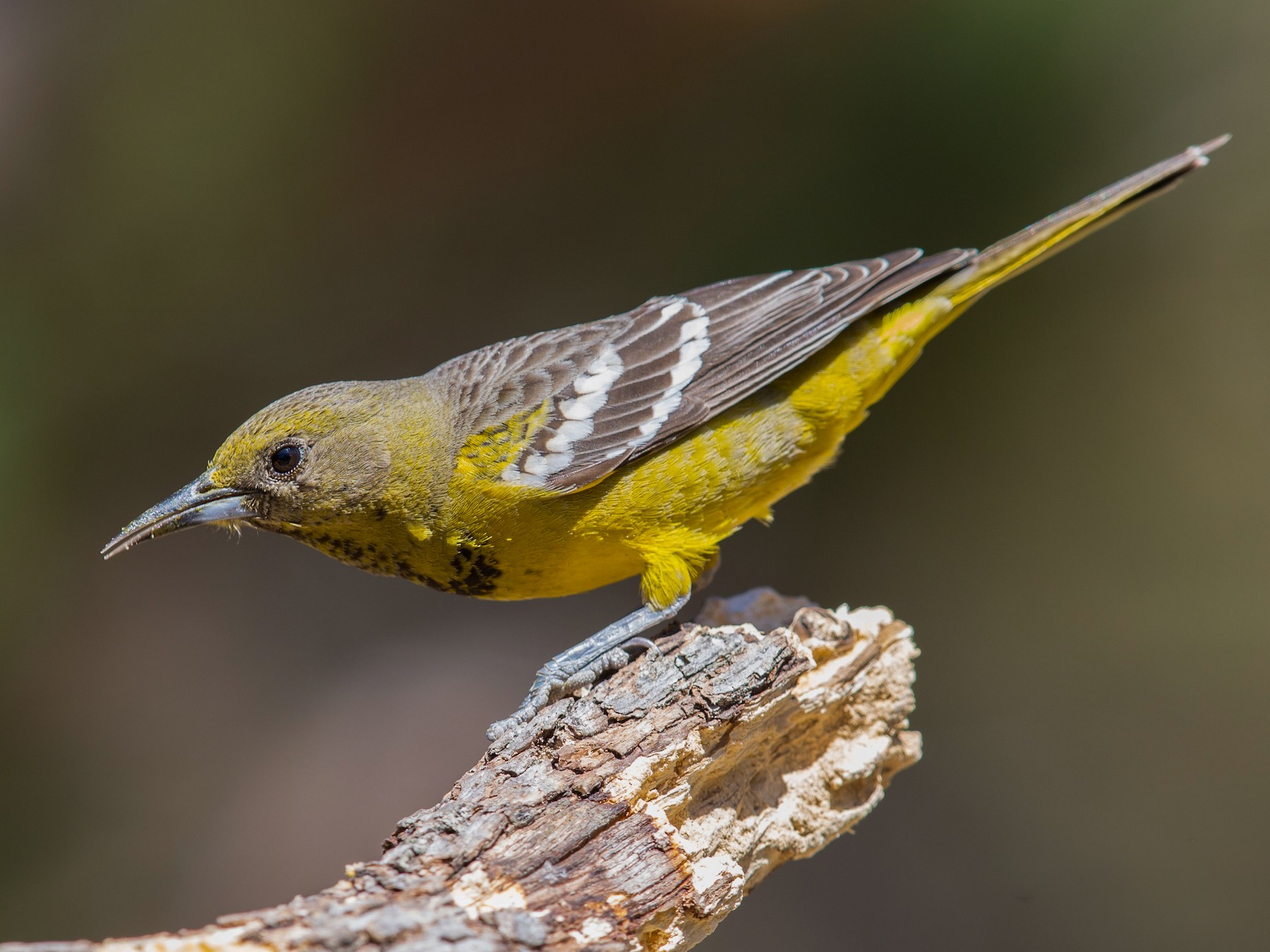 Scott's Oriole - Jim Hully