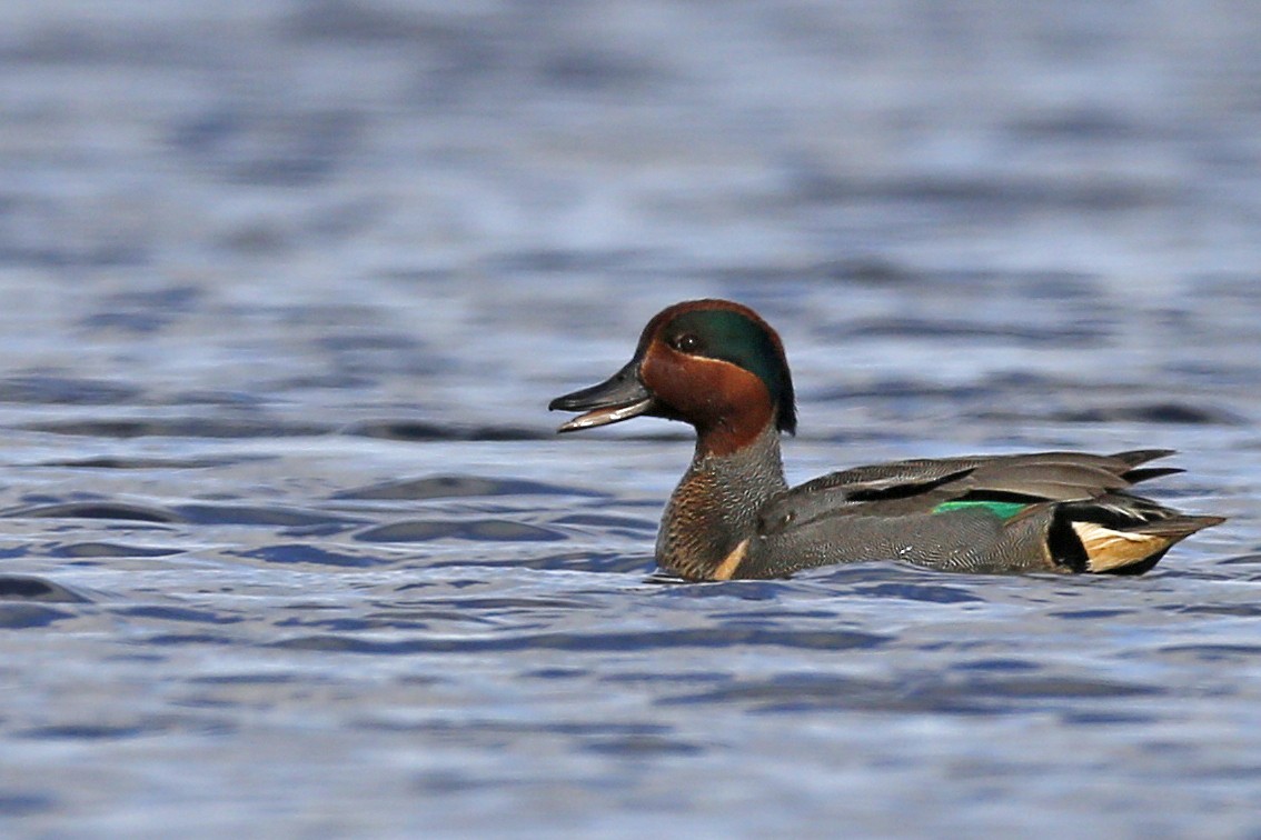 Green-winged Teal - ML71006281