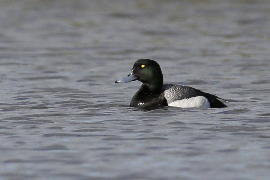 Greater Scaup - ML71006321