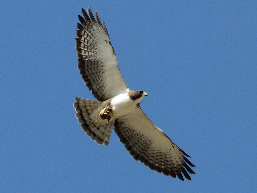 Short-tailed Hawk - eBird