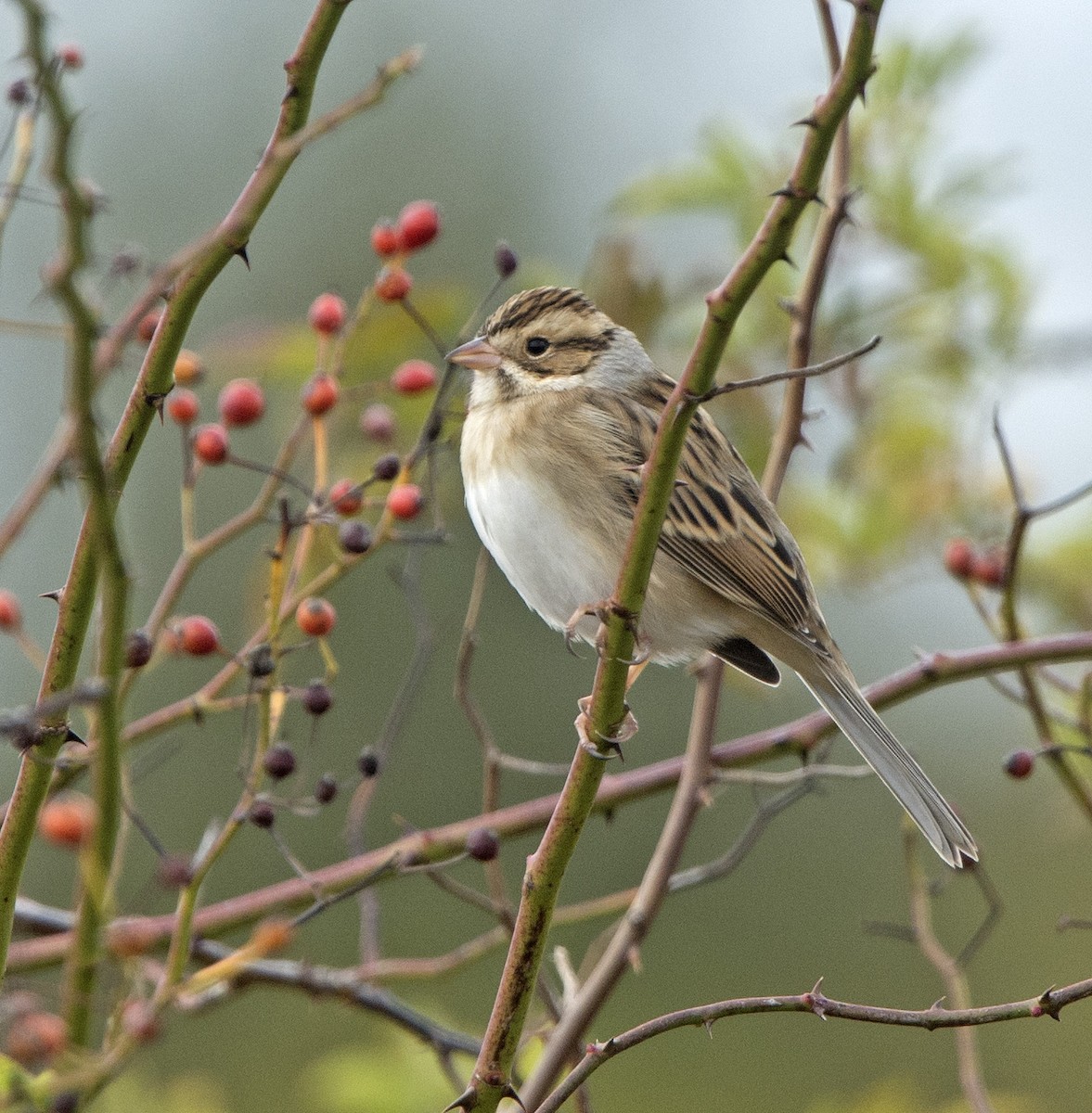 Clay-colored Sparrow - ML71006761