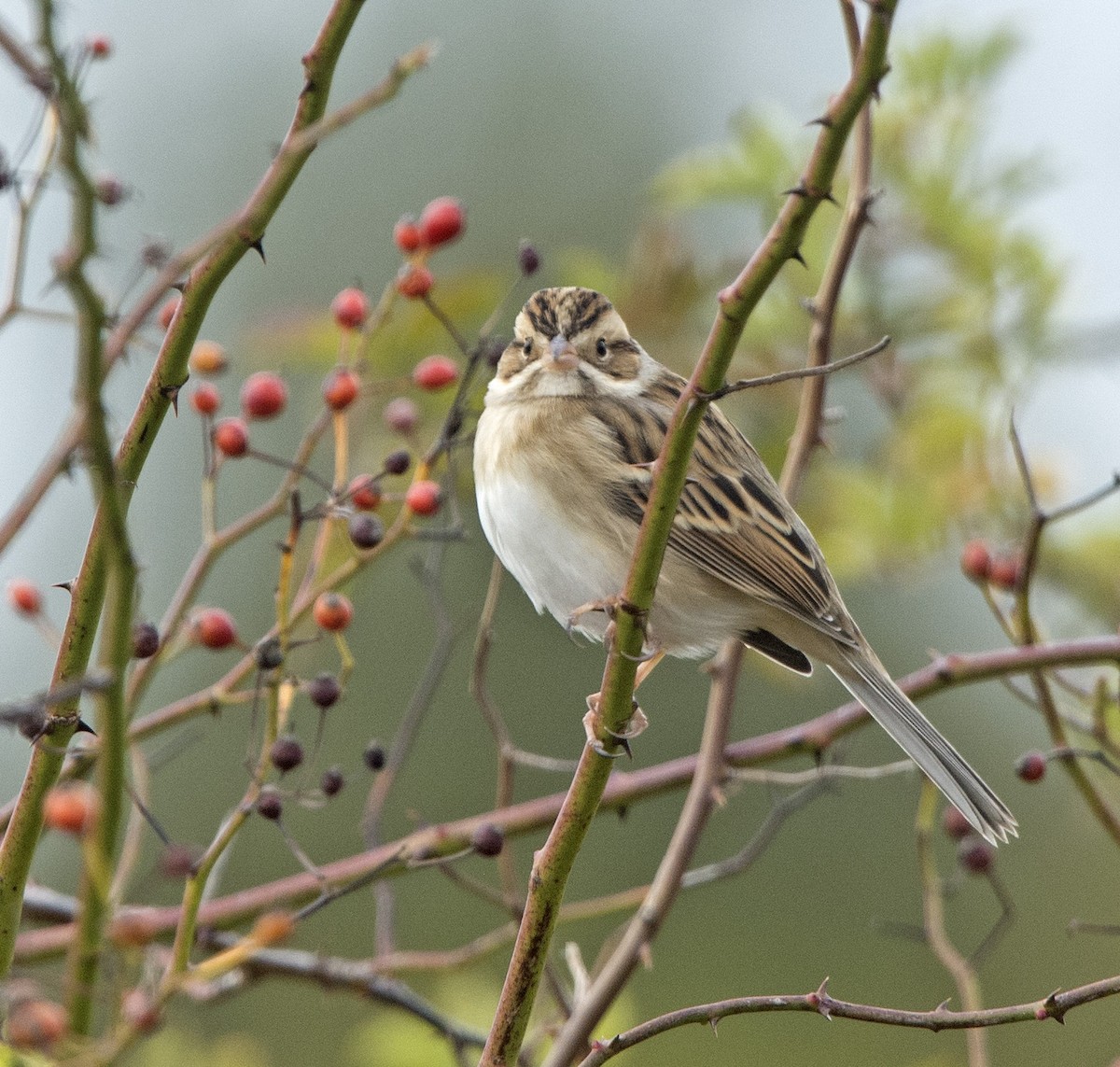 Clay-colored Sparrow - ML71006771