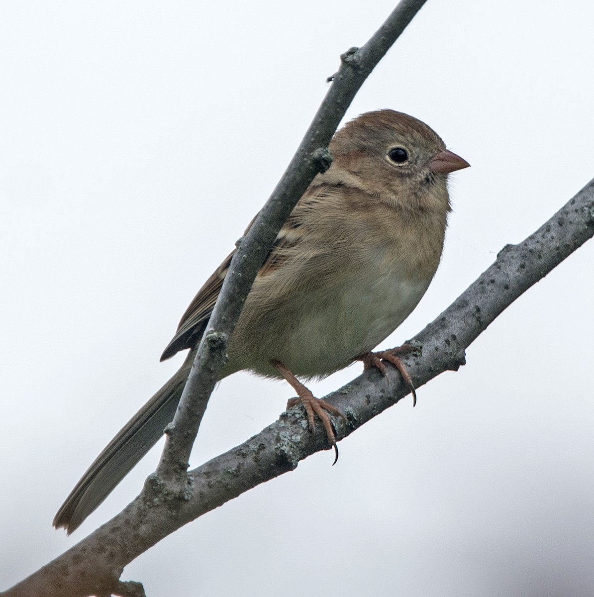 Field Sparrow - ML71006801