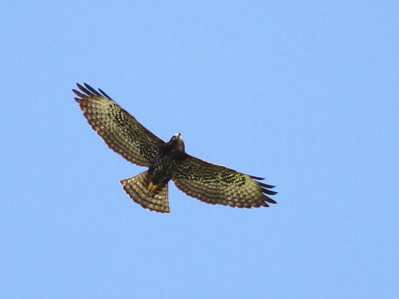 Shorttailed Hawk eBird