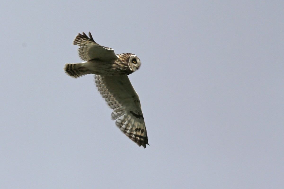 Short-eared Owl - ML71007021