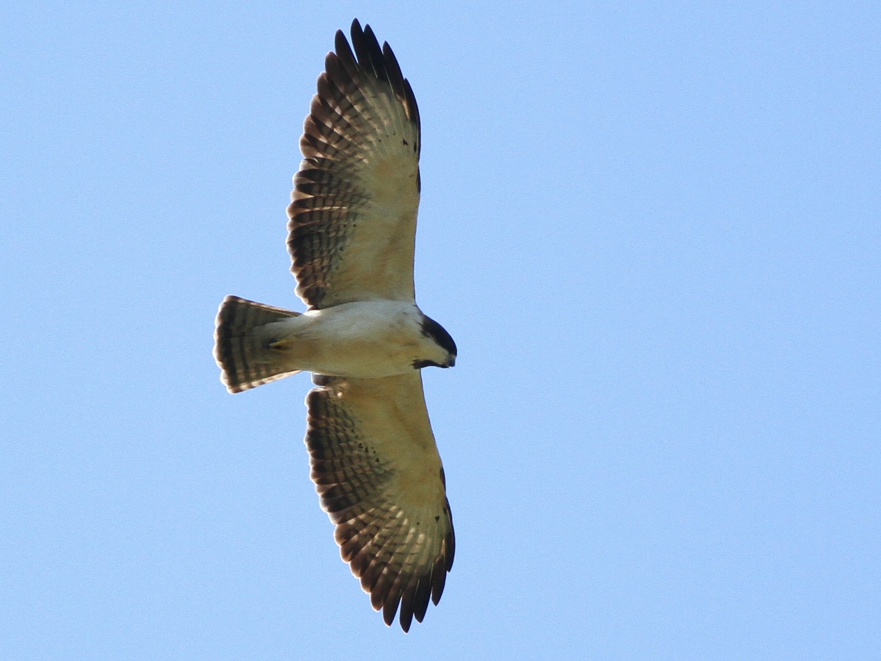 Shorttailed Hawk eBird