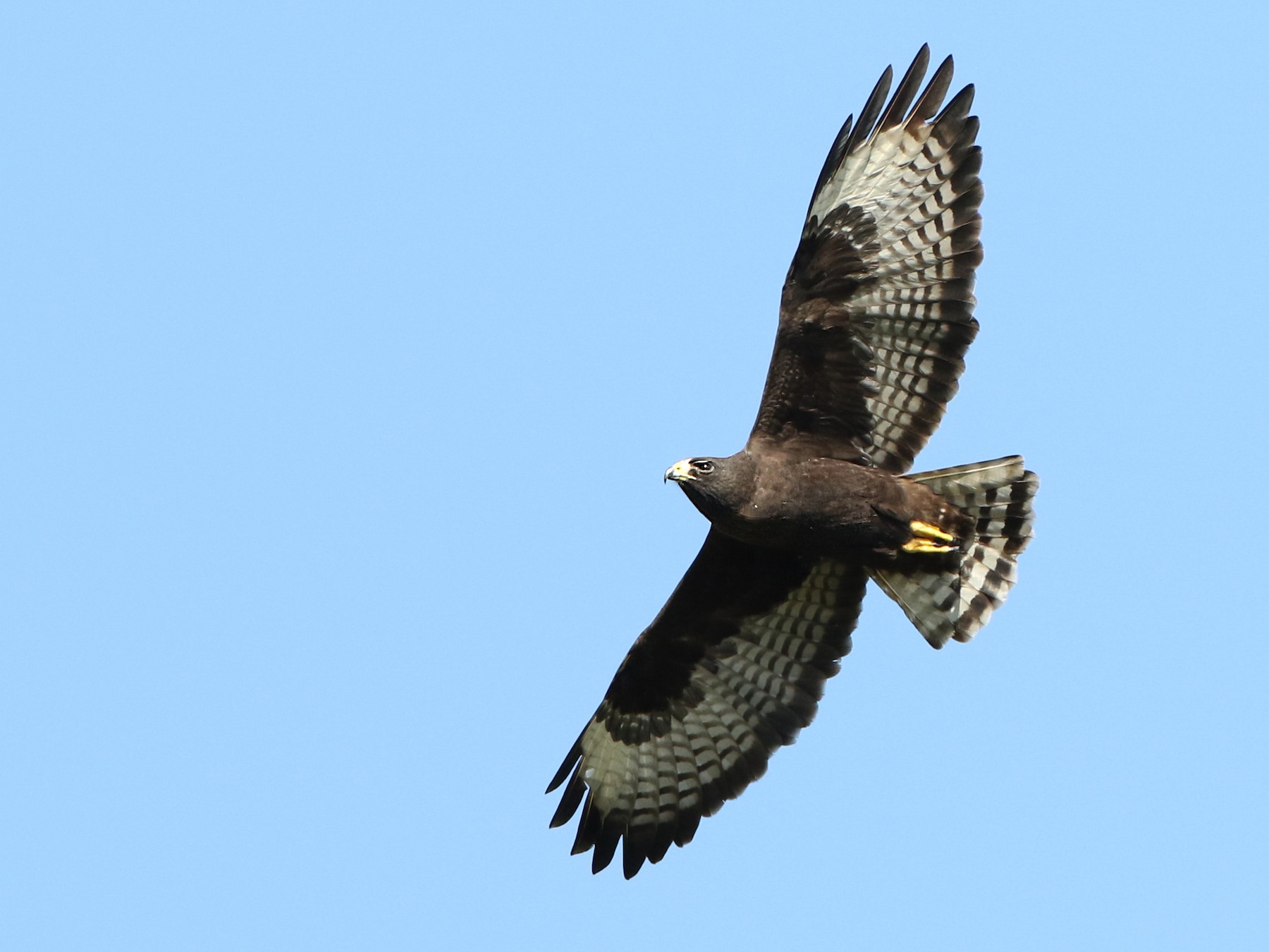 Short-tailed Hawk - eBird