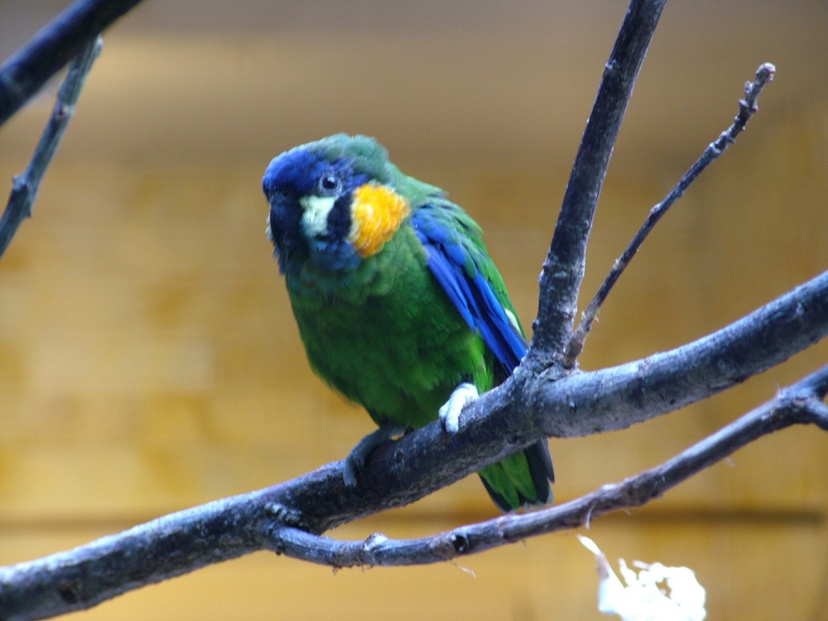 Blue-fronted Fig-Parrot - Nico Rosseel