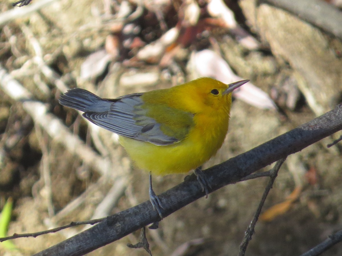 Prothonotary Warbler - Adrian O'Loghlen