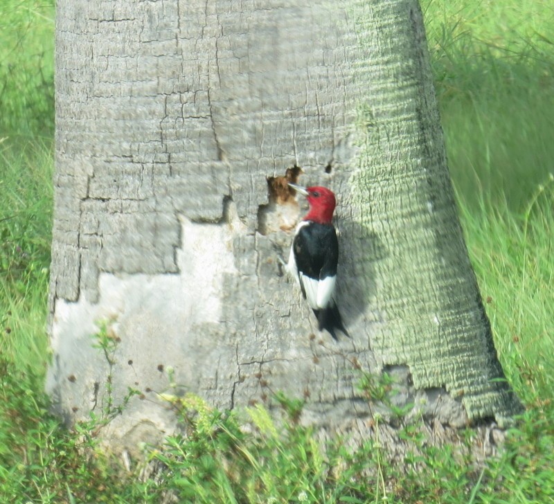 Red-headed Woodpecker - Kathy Duncan