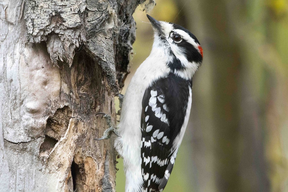 Downy Woodpecker - Chris Rees