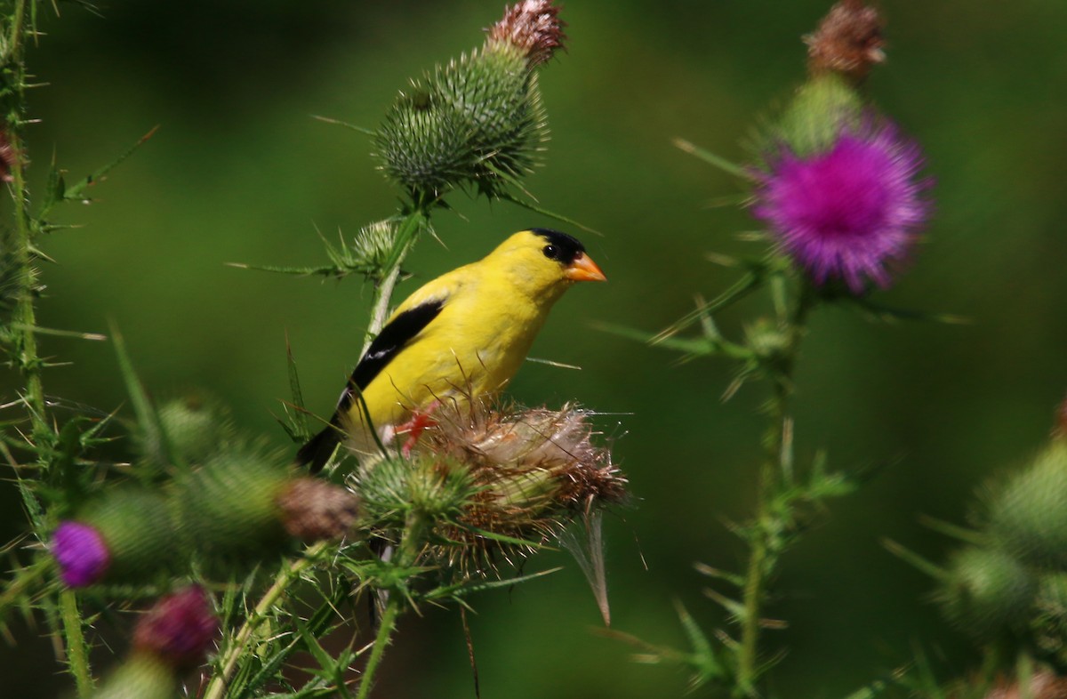 American Goldfinch - Devin Griffiths