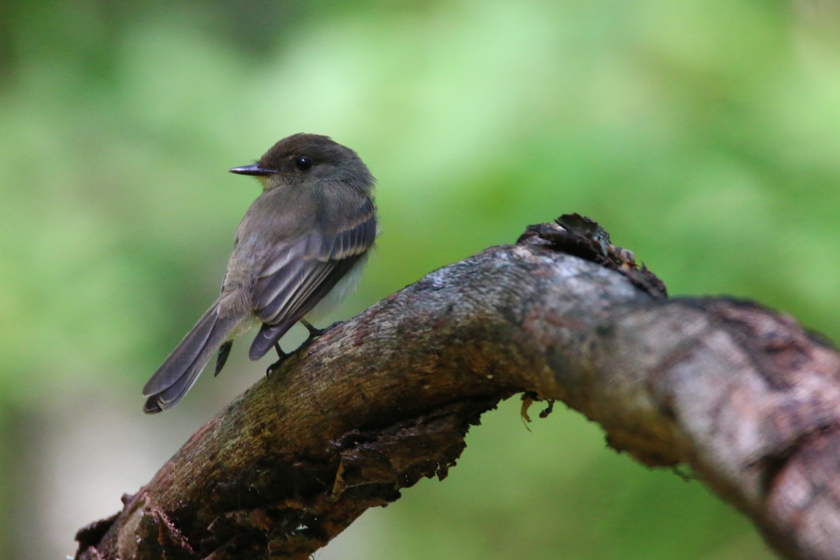 Eastern Phoebe - Devin Griffiths
