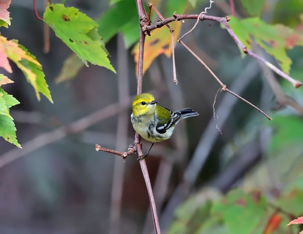 Black-throated Green Warbler - ML71011741