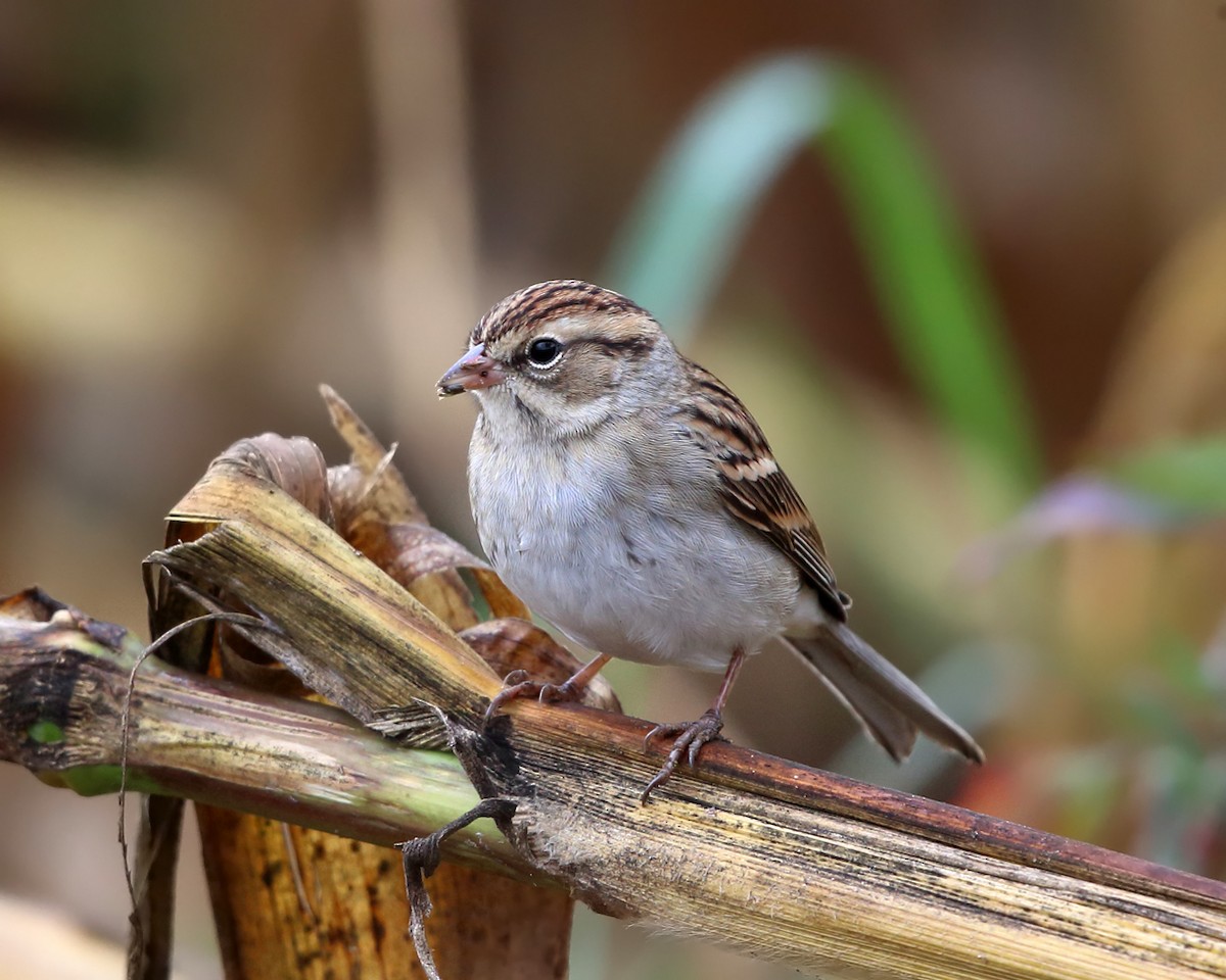 Chipping Sparrow - ML71011751