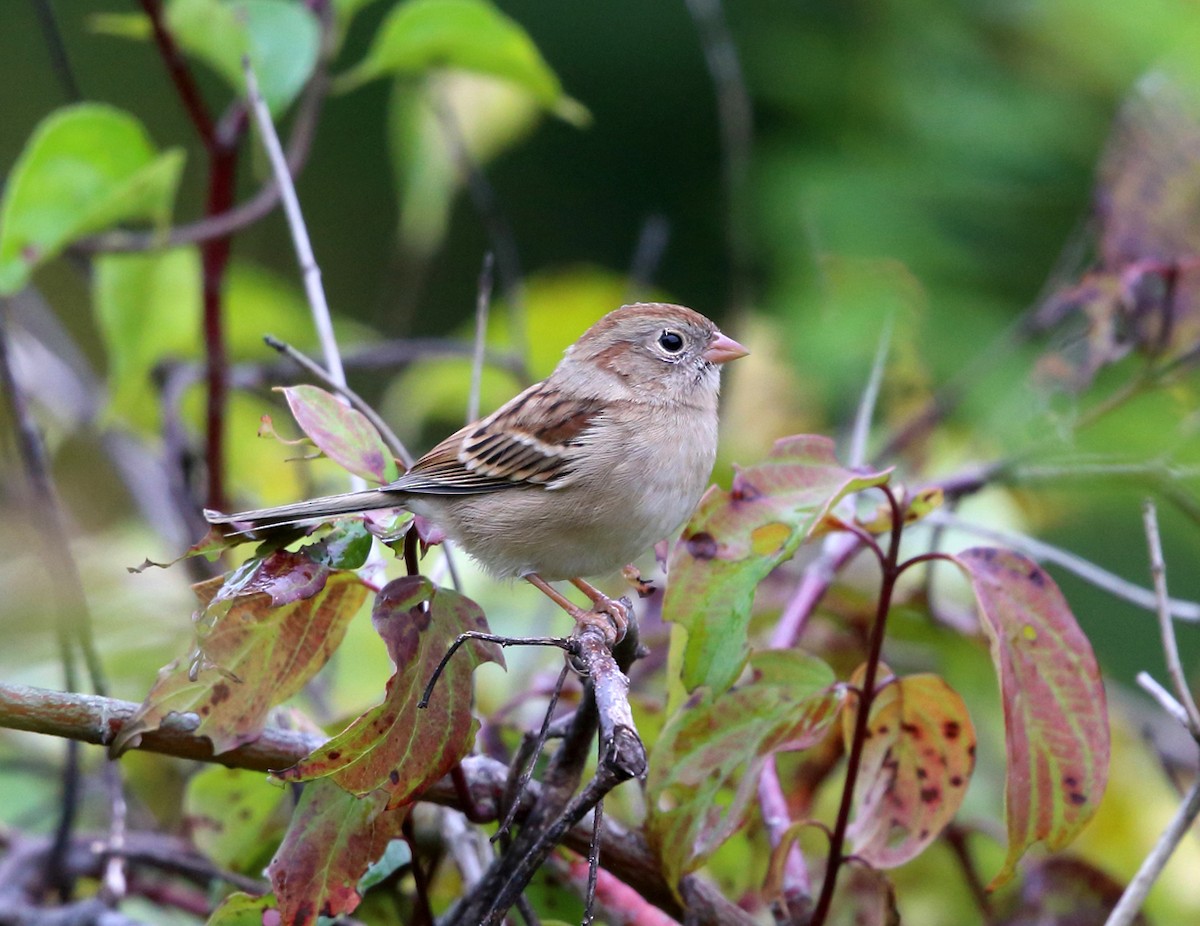 Field Sparrow - ML71011801