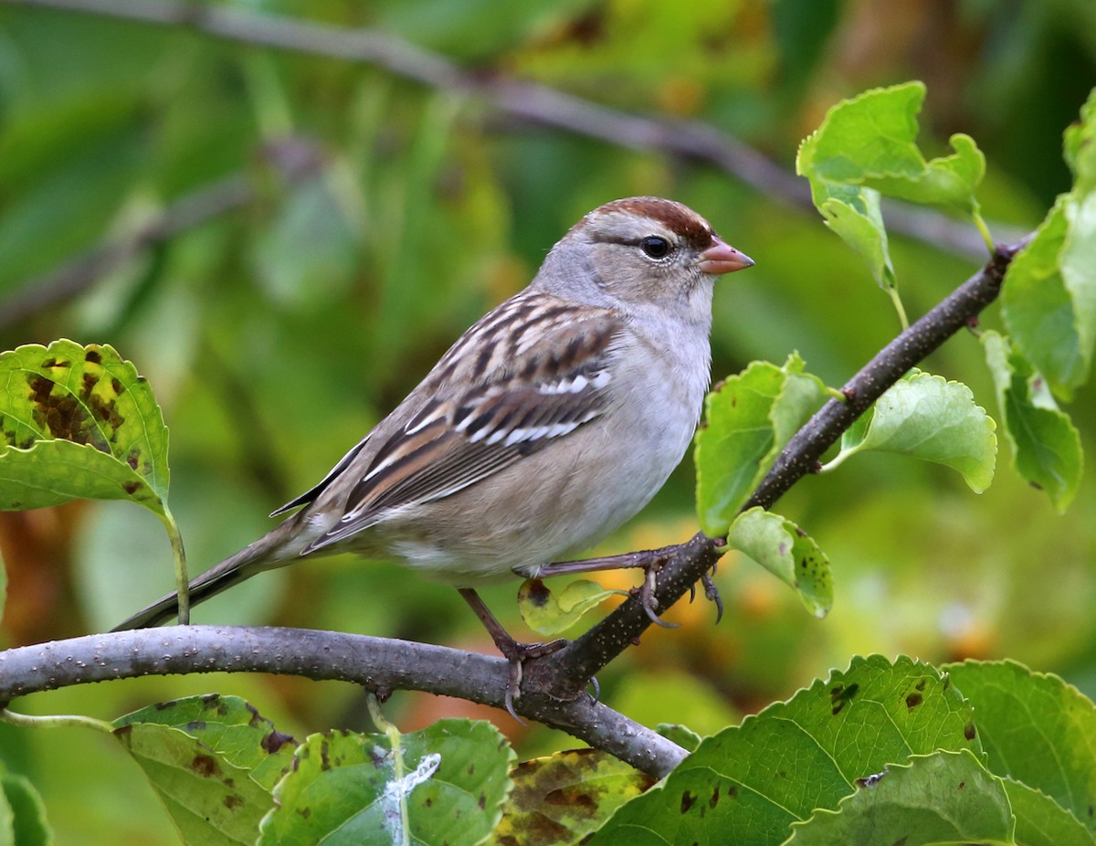 White-crowned Sparrow - ML71011831