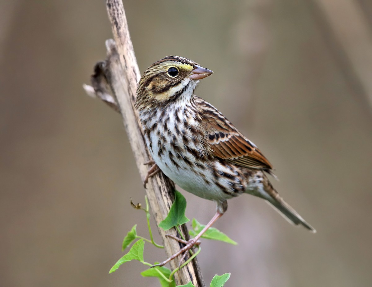 Savannah Sparrow - ML71011871