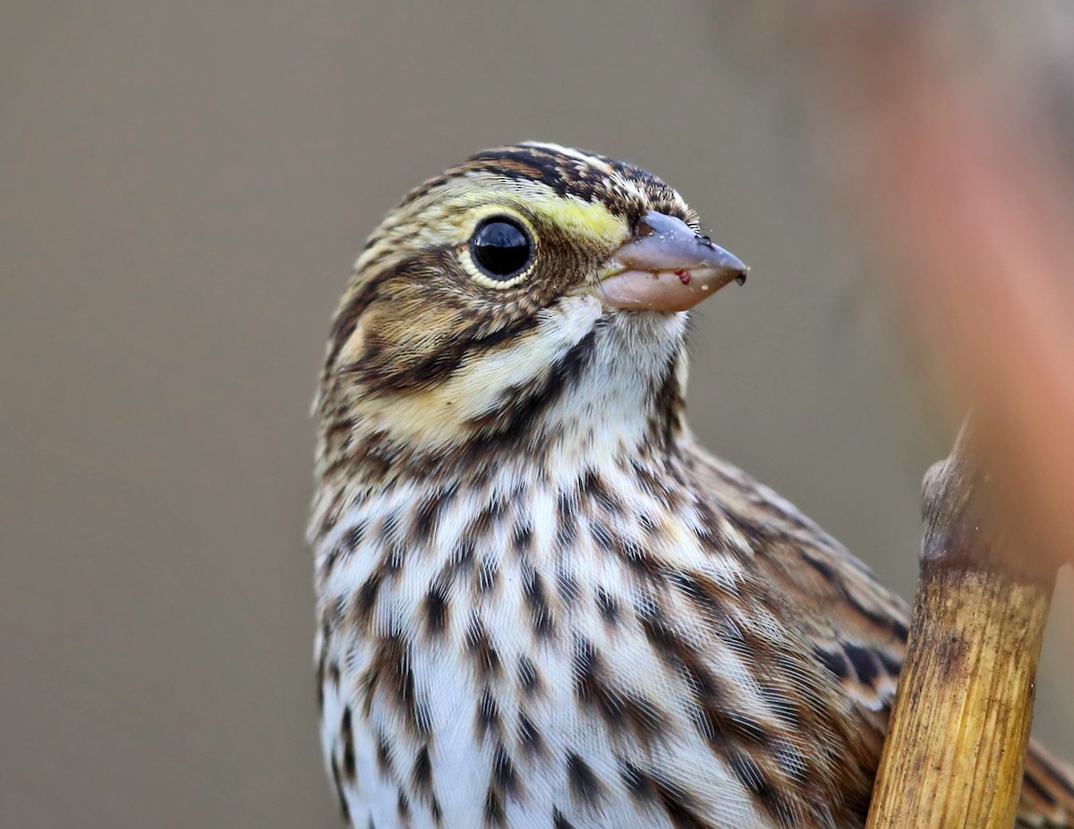 Savannah Sparrow - ML71011881