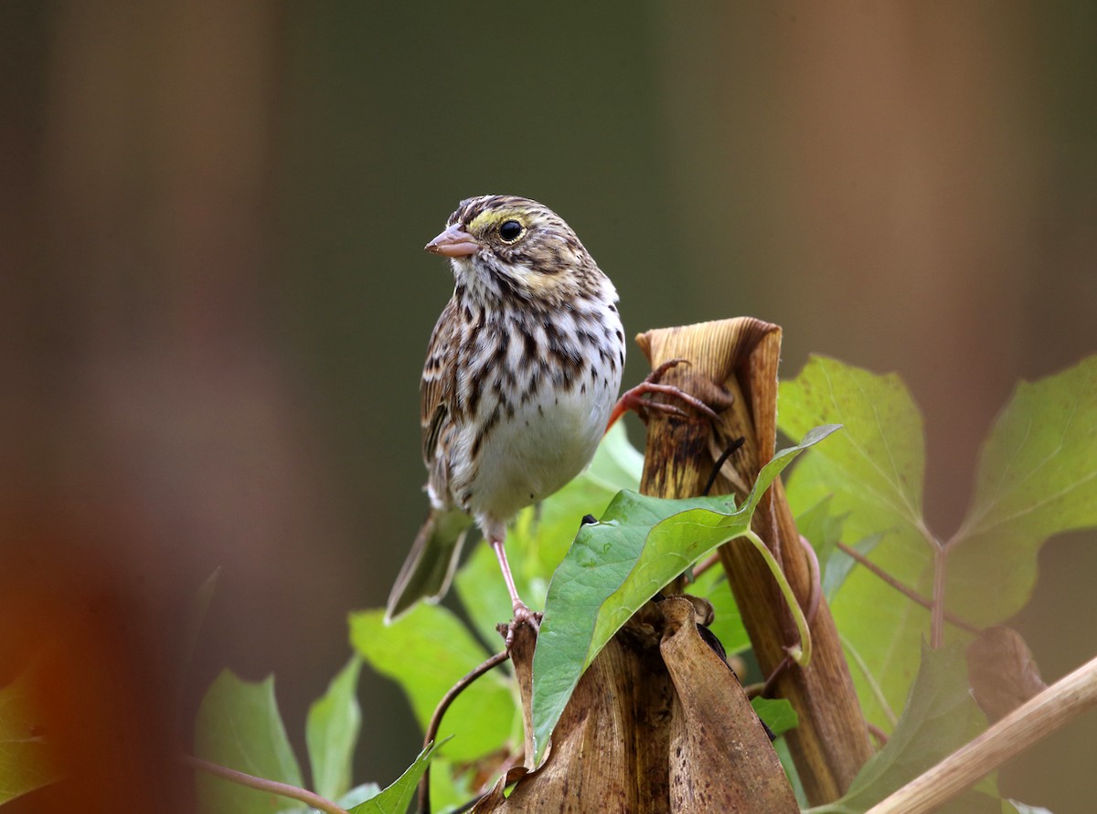 Savannah Sparrow - Tom Murray