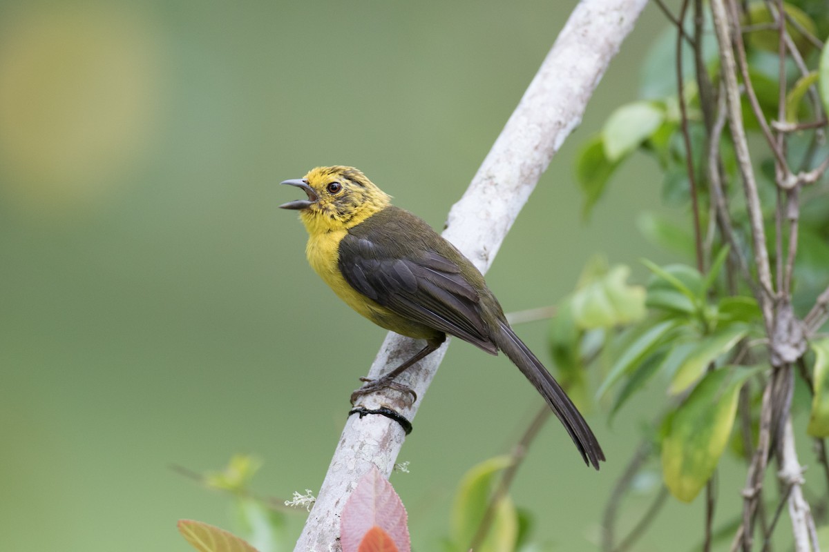 Yellow-headed Brushfinch - Robert Lewis