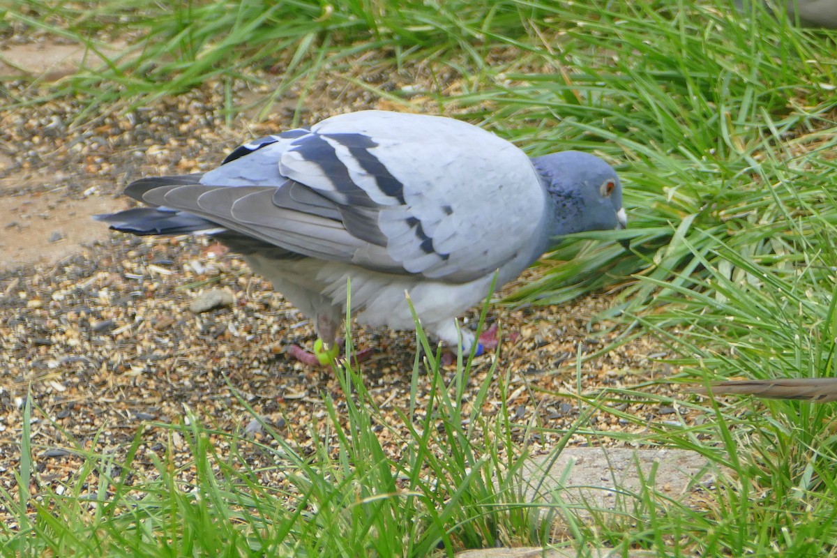 Rock Pigeon (Feral Pigeon) - ML71012411