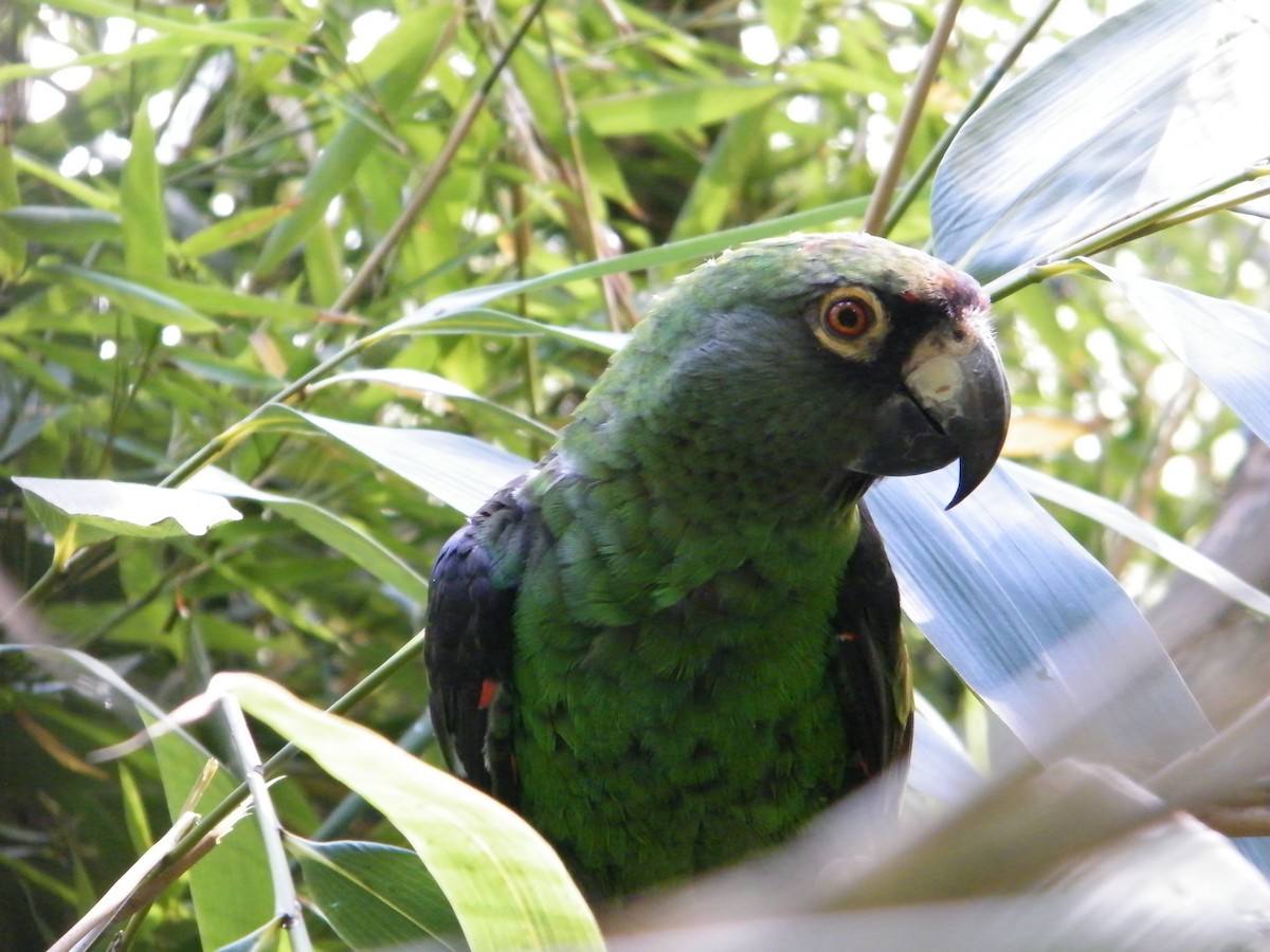 Red-fronted Parrot (Red-fronted) - Nico Rosseel