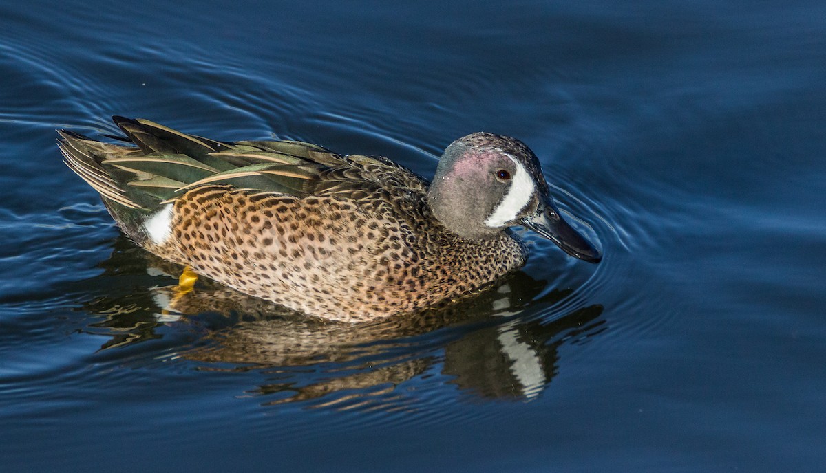 Blue-winged Teal - ML71014831