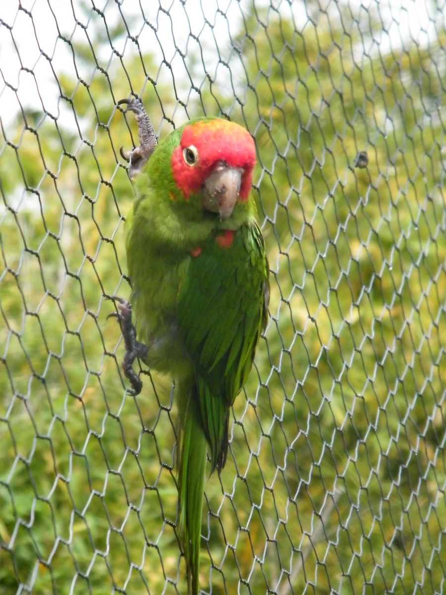 Red-masked Parakeet - Nico Rosseel