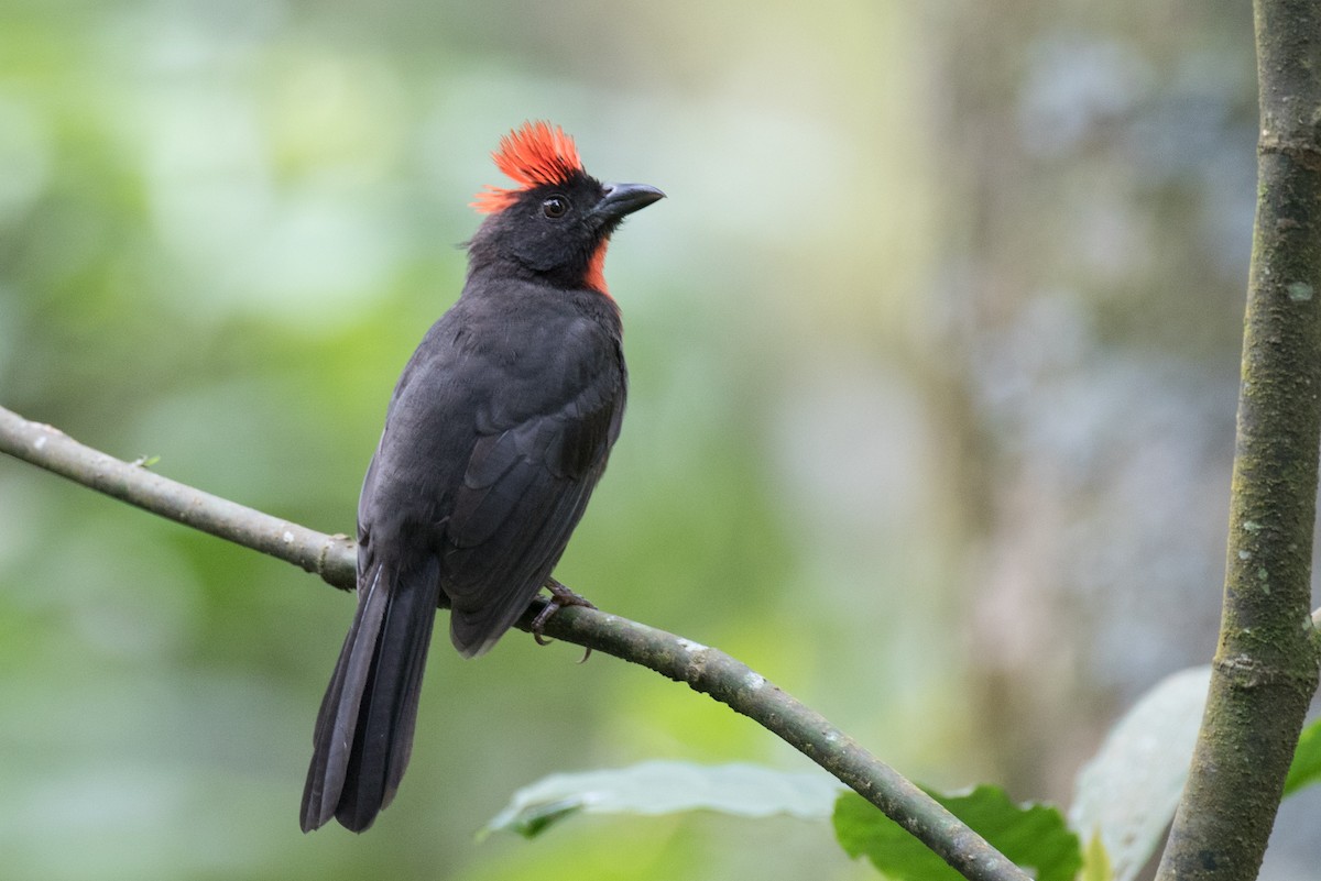 Sooty Ant-Tanager - Robert Lewis