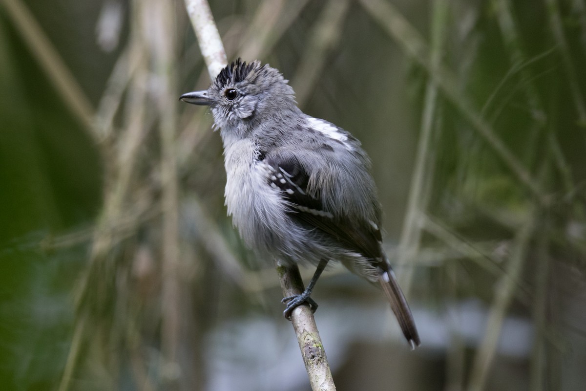 Black-crowned Antshrike - Robert Lewis