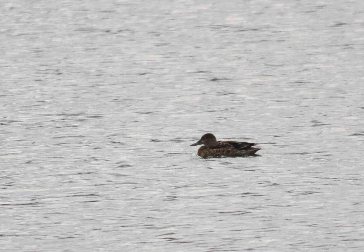 Blue-winged Teal - ML71016691