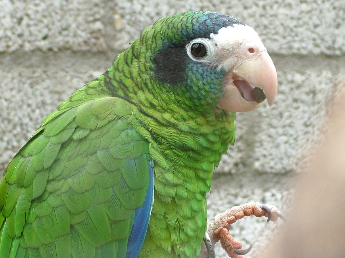 Hispaniolan Parrot - Nico Rosseel