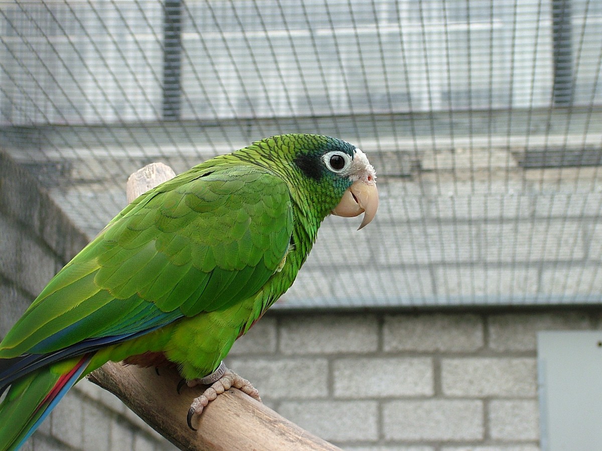 Hispaniolan Parrot - Nico Rosseel