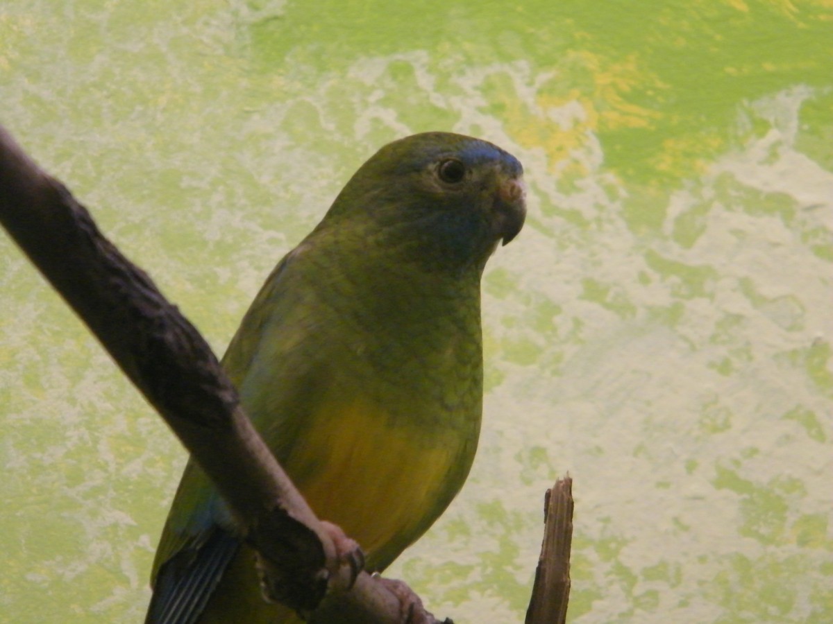 Turquoise Parrot - Nico Rosseel
