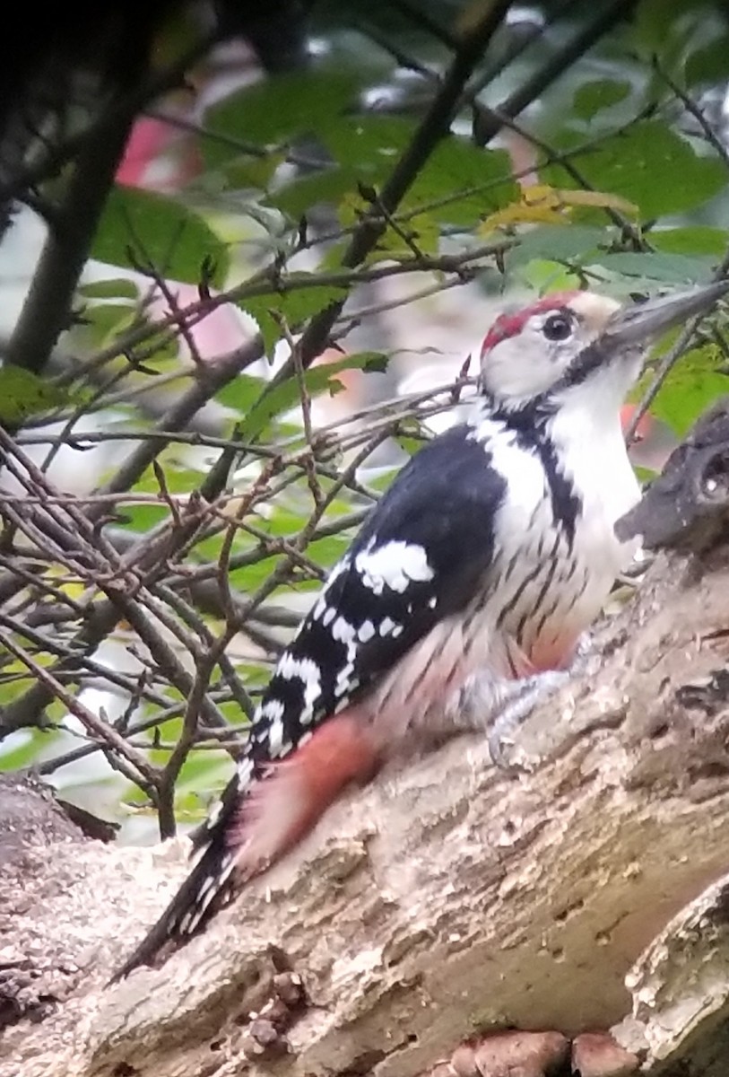 White-backed Woodpecker - Rachel Frennea