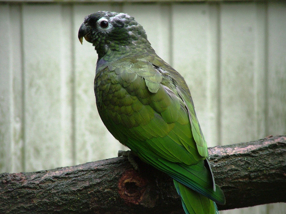 Scaly-headed Parrot - Nico Rosseel