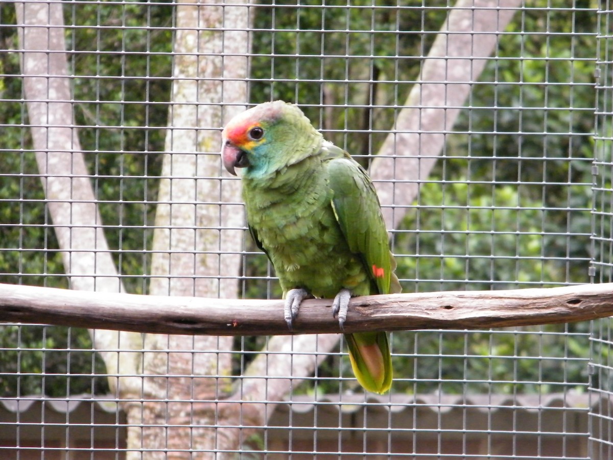 Red-browed Parrot - Nico Rosseel