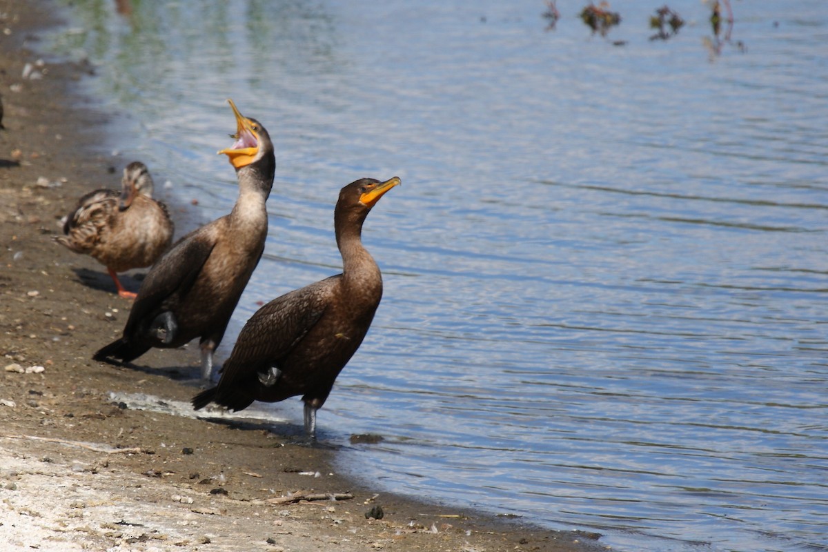 Double-crested Cormorant - Janet Hill