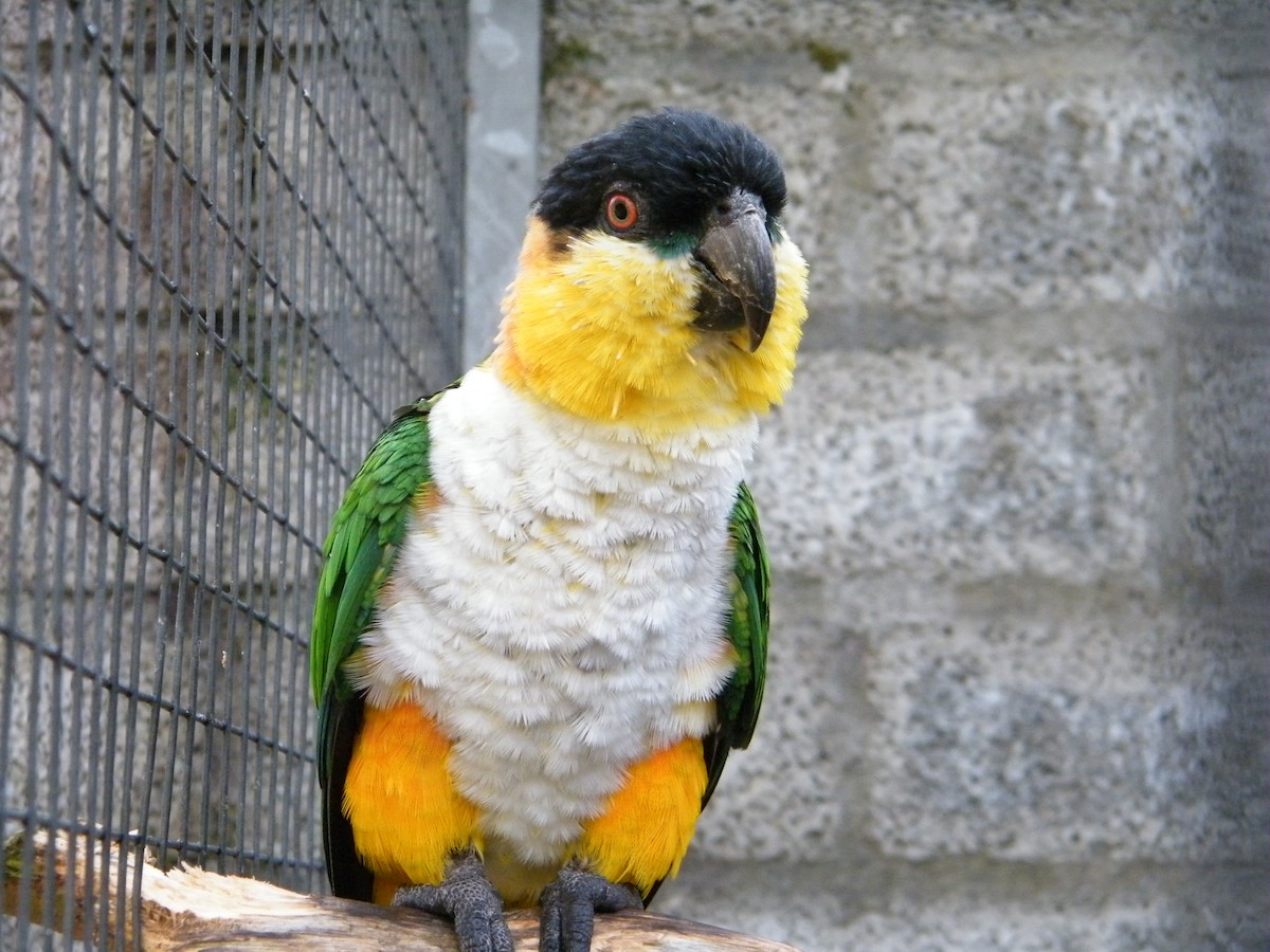 Black-headed Parrot - Nico Rosseel