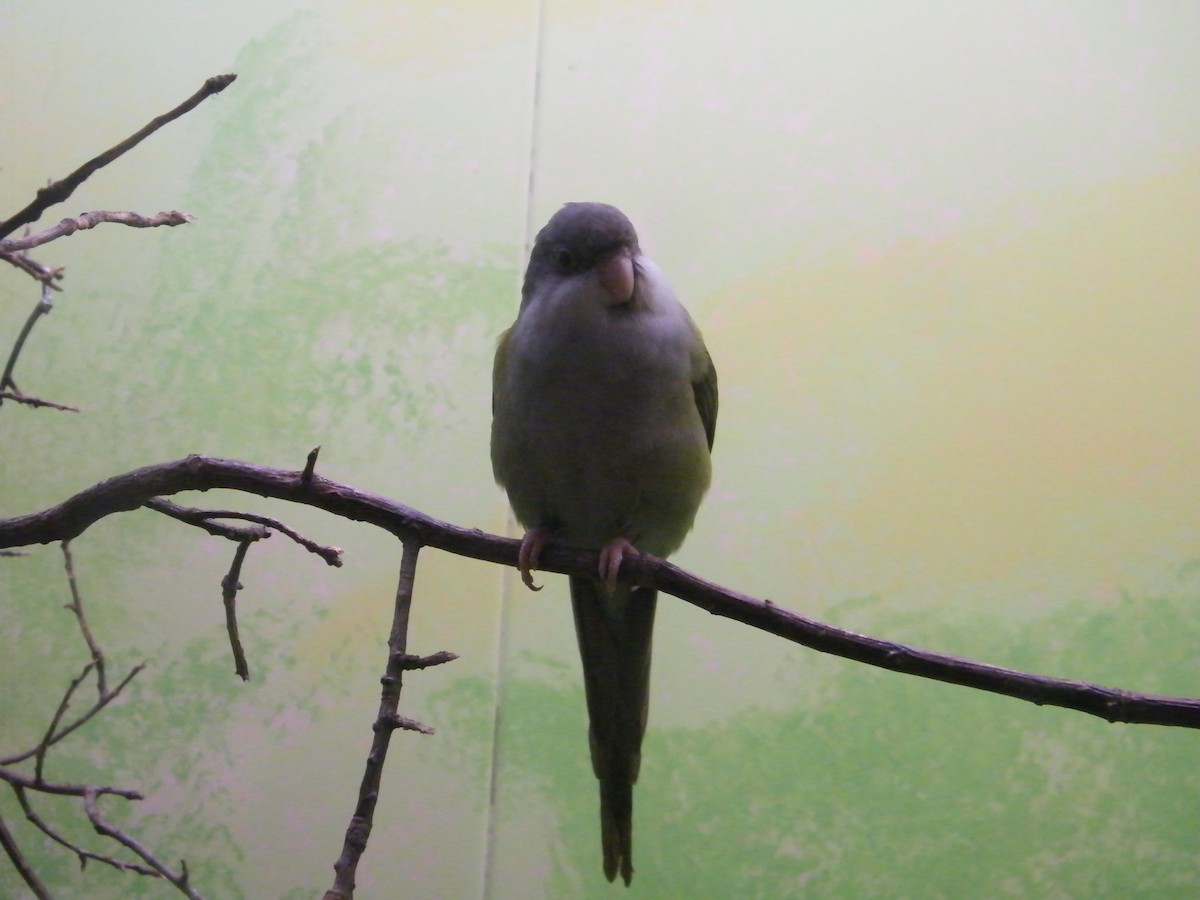 Gray-hooded Parakeet - Nico Rosseel