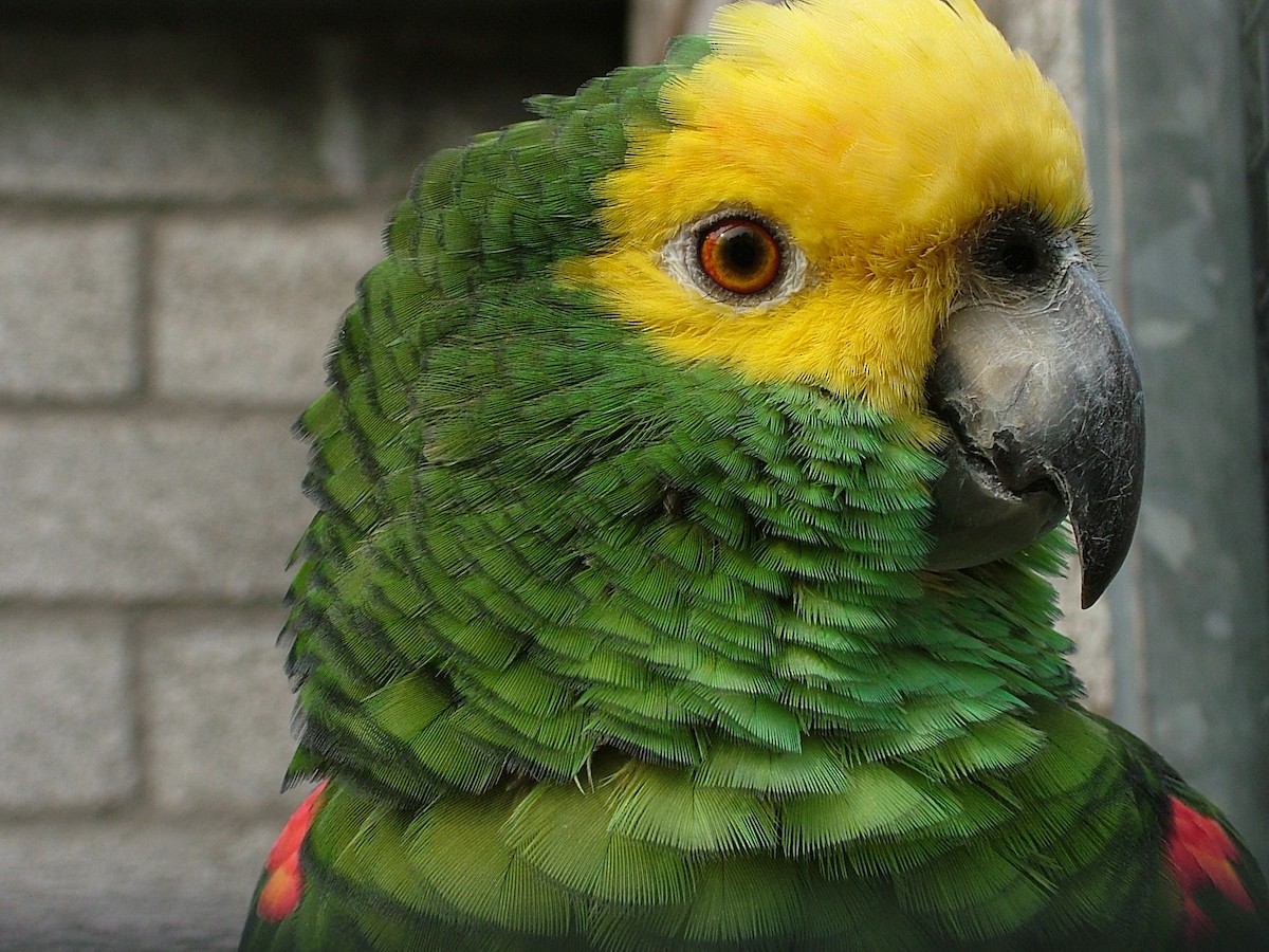 Yellow-crowned Parrot - Nico Rosseel